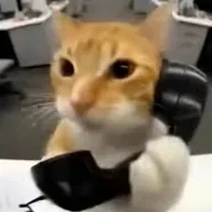 callcat (CALLCAT) token icon