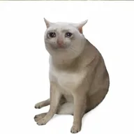 Cash Cat (CASHCAT) token icon