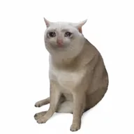Cash Cat 2 (CASHCAT2) token icon
