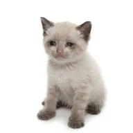 CASHKITTEN (CASHKITTEN) token icon