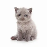 Cash Kitty (CASHKITTY) token icon