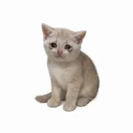 Cash Kitty (CASHKITTY) token icon