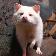 The Albino Raccoon (CASPER) token icon