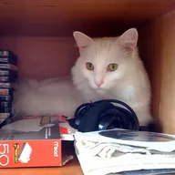 Cat in a box (XCAT) token icon