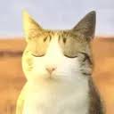 Clarity Cat (CAT) token icon