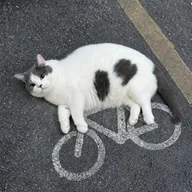 CAT CYCLE (CATC) token icon