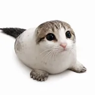 seal cat (CEAL) token icon