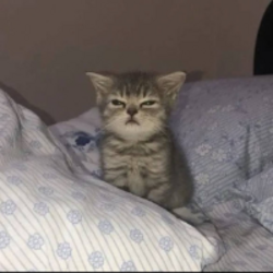 chibi (CHIBI) token icon