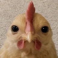 chicken (CHICKEN) token icon