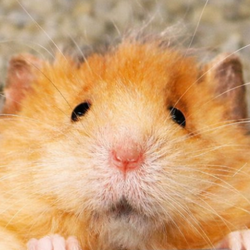 Chip The Wooly Mouse (CHIP) token icon