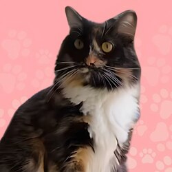 Pnut's Sister (CHLOE) token icon