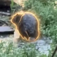 Chonketha the Wet Beaver (CHONKETHA) token icon