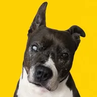 The Peptide Dog (CHOO) token icon