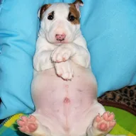 Chubby Dog (CHUBBYDOG) token icon