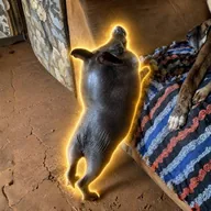 Chumbinho The Pig (CHUMBINHO) token icon