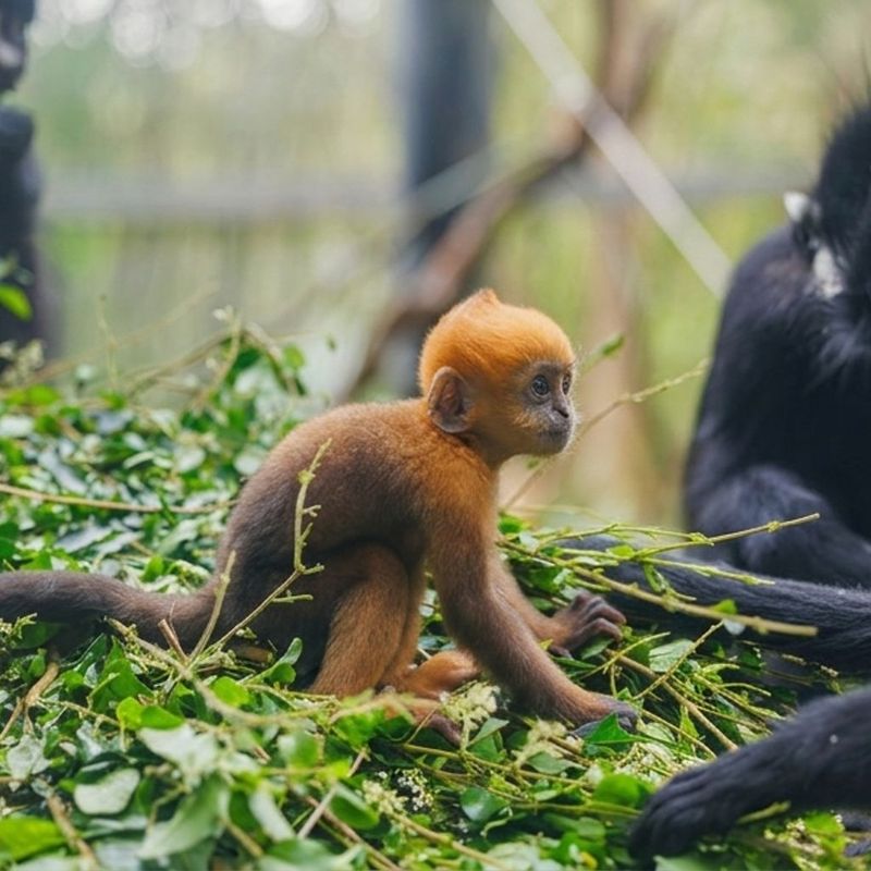 初七 (CHUQI) token icon