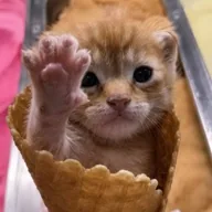 cat in cone (CIC) token icon