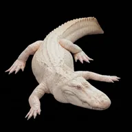 Claude The Albino Alligator (CLAUDE) token icon