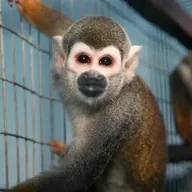 Chinese Lab Monkey (CLM) token icon
