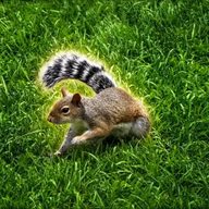 Coonnut (CNUT) token icon