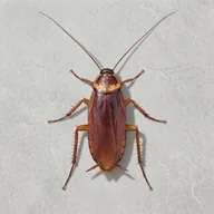 cockroach (COCKROACH) token icon