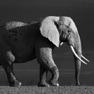 Nietzschean Elephant (COLOSSUS) token icon