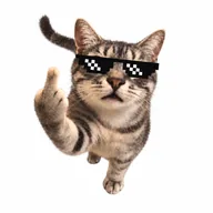 COOLCAT (COOLCAT) token icon