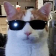 coolcat (COOLCAT) token icon