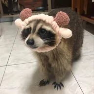 Raccoon wif hat (COON) token icon