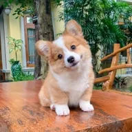 Adorably cute Corgi baby (CORGIBABY) token icon