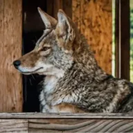 Coyote Condo (COYOTE) token icon
