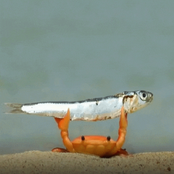 Crabge (CRABGE) token icon