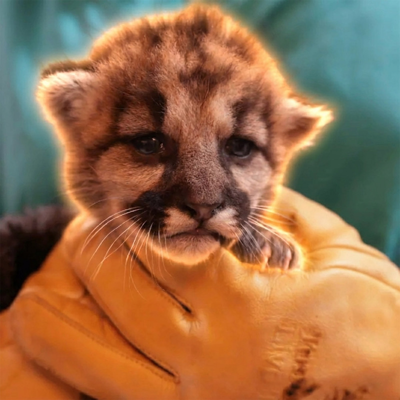 The Survivor Lion Cub (CRIMSON) token icon