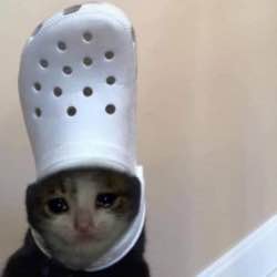 Croc Cat (CROCCAT) token icon