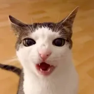 Crunch Cat (CRUNCH) token icon