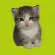 Schmuserkadser (CRYINGCAT) token icon