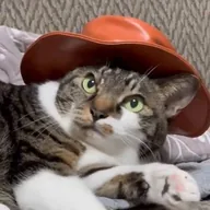 catwifhat (CWH) token icon