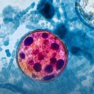 Cyclospora cayetanensis (CYCLOSPORA) token icon