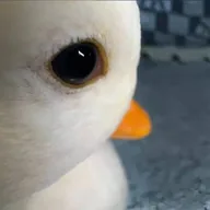 Dafuan The Duck (DAFUAN) token icon