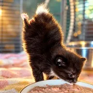 The Handstand Kitten (DARLA) token icon