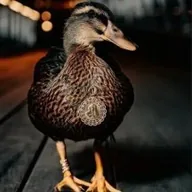 Dawn The Scottish Duck (DAWN) token icon