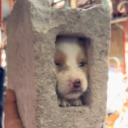 dog in a bag (DIB) token icon