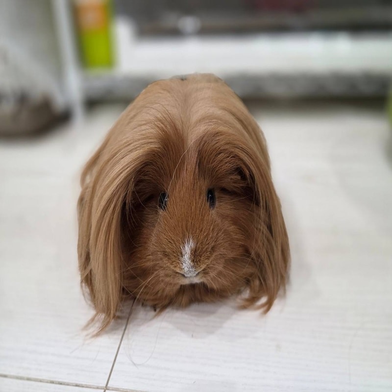 ディカプリオ (DICAPRIO) token icon