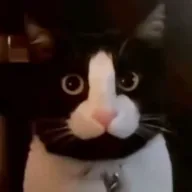 DICKCAT (DICKCAT) token icon