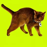 Schrödinger (DINGER) token icon