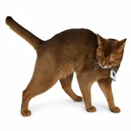 Schrödinger (DINGER) token icon