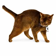 Schrödinger (DINGER) token icon