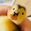 Dinky (DINKY) token icon