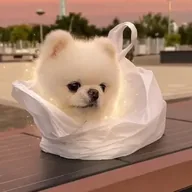 Dog In Bag (DIB) token icon