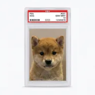 Digital Collectible Dog (DOG001) token icon